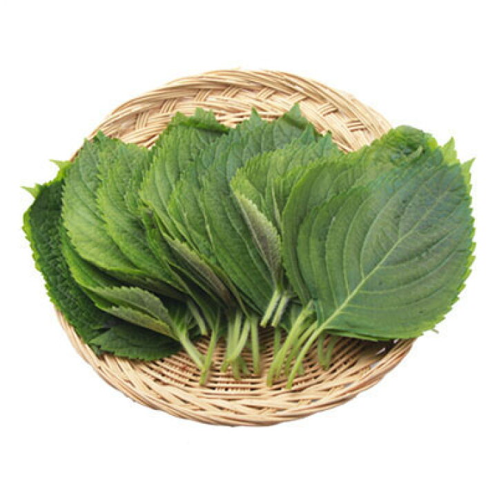 生ｺﾞﾏﾉﾊ(約20枚)